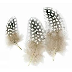 Lot de 50 plumes naturelles