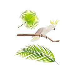 Sticker mural déco cacatoès 70x20cm