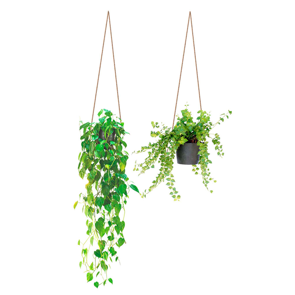 GREENERY - Stickers muraux - Plantes vertes et pots