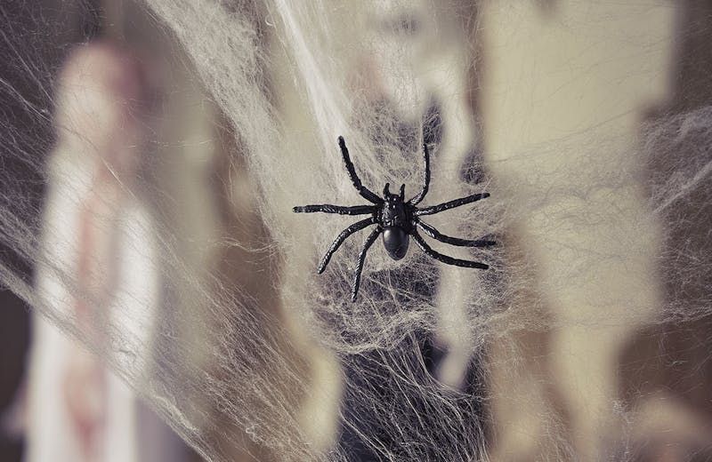 Pince à cheveux en forme d'araignée d'Halloween - Accessoire de fête :  : Cuisine et Maison