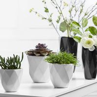 3 petits pots blanc à facettes avec plantes grasses et vases noirs en arrière-plan